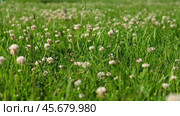 A bee on a clover flower. Trifolium pratense, the white clover in the meadow. White-flowered clover and Poa annua, or annual meadow grass on the lawn in summer in the sunlight. Meadow flowers Close up. Стоковое видео, видеограф Марина Демидюк / Фотобанк Лори