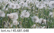 Fluffy Seeds dandelions Flying Over the Clearing. Стоковое видео, видеограф Андрей Армягов / Фотобанк Лори