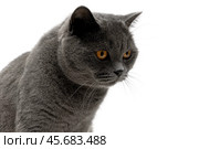 Portrait of a cat with yellow eyes on a white background. Стоковое фото, фотограф Ласточкин Евгений / Фотобанк Лори