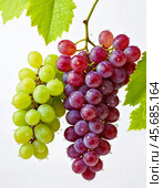 Bunch of ripe grapes with water droplets isolated on white background. Generative AI. Стоковое AI-изображение, AI-художник Андрей Аркуша / Фотобанк Лори