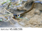 Уж обыкновенный  в воде. Стоковое фото, фотограф Snezka / Фотобанк Лори