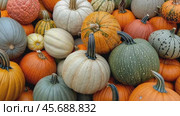 Colorful Variety of Pumpkins. Creative Autumn Decorations, Displays. Types of Squash. Vibrant diverse collection of pumpkins in various colors and sizes. Assortment of multi colored decorative gourds. Стоковое AI-видео, аниматор Марина Демидюк / Фотобанк Лори