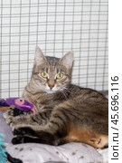 A Felidae is resting on a blanket beside a purple toy for comfort. Стоковое фото, фотограф Аксенова Вера / Фотобанк Лори