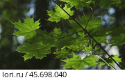 Bright maple leaves in dark forest. Стоковое видео, видеограф Михаил Коханчиков / Фотобанк Лори
