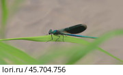 Beautiful demoiselle (Calopteryx virgo) is a European damselfly belonging to the family Calopterygidae. It is often found along fast-flowing waters where it is most at home. Стоковое видео, видеограф Андрей Армягов / Фотобанк Лори
