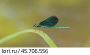 Beautiful demoiselle (Calopteryx virgo) is a European damselfly belonging to the family Calopterygidae. It is often found along fast-flowing waters where it is most at home. Стоковое видео, видеограф Андрей Армягов / Фотобанк Лори
