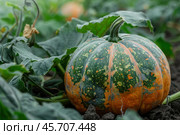 Green and orange pumpkin growing in a garden patch. Стоковое AI-изображение, AI-художник Иван Рябоконь / Фотобанк Лори