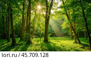 Sunlit forest with tall trees and lush green foliage, sunlight filtering through leaves creating serene and peaceful atmosphere. Sunlight filtering through lush green forest trees. Стоковое AI-изображение, AI-художник Павел Муравьев / Фотобанк Лори