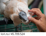 Попугай с огромным клювом доверчиво подставляет голову незнакомым людям, чтобы его погладили и почесали. г Ялта. Стоковое фото, фотограф Александр Пеньков / Фотобанк Лори