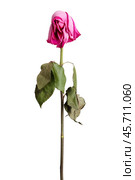 Wither pink rose. Стоковое фото, фотограф Дмитрий Киселёв / Фотобанк Лори