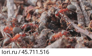 Ant close-up in the wild. Стоковое видео, видеограф Андрей Армягов / Фотобанк Лори