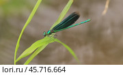 Beautiful demoiselle (Calopteryx virgo) is a European damselfly belonging to the family Calopterygidae. It is often found along fast-flowing waters where it is most at home. Стоковое видео, видеограф Андрей Армягов / Фотобанк Лори