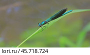 Beautiful demoiselle (Calopteryx virgo) is a European damselfly belonging to the family Calopterygidae. It is often found along fast-flowing waters where it is most at home. Стоковое видео, видеограф Андрей Армягов / Фотобанк Лори