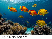 Yellow red fish swimming in blue ocean water tropical underwater. Scuba diving adventure in Maldives. Fishes in under water wild animal world. Observation of wildlife Indian ocean. Copy text space. Стоковое AI-изображение, AI-художник Aleksandr Golubev / Фотобанк Лори