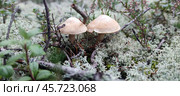 Колпаки лат.  Cortinarius caperatus. Стоковое фото, фотограф Andrew_Swarga / Фотобанк Лори