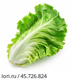 Fresh green leaf of baby cos lettuce showing ribs and veins. Стоковое AI-изображение, AI-художник Иван Рябоконь / Фотобанк Лори
