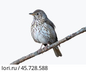 Song Thrush or Turdus philomelos isolated. Стоковое фото, фотограф Ольга Сергеева / Фотобанк Лори