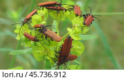 Краснокрыл алый или кровавый Lygistopterus sanguineus. Стоковое видео, видеограф Александр Мамонтов / Фотобанк Лори
