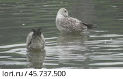 Чайки Хохотуньи Larus cachinnans на пруду в парке Царицыно. Стоковое видео, видеограф Александр Мамонтов / Фотобанк Лори