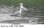 Чайки Хохотуньи Larus cachinnans на пруду в парке Царицыно. Стоковое видео, видеограф Александр Мамонтов / Фотобанк Лори