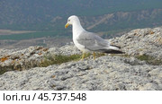 Чайки Хохотуньи Larus cachinnans. Стоковое видео, видеограф Александр Мамонтов / Фотобанк Лори