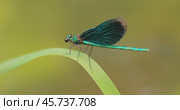 Beautiful demoiselle (Calopteryx virgo) is a European damselfly belonging to the family Calopterygidae. It is often found along fast-flowing waters where it is most at home. Стоковое видео, видеограф Андрей Армягов / Фотобанк Лори
