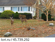 White-tailed deer (Odocoileus virginianus) walk around Stony Brook Village, in Suffolk County, New York, on Long Island. Стоковое фото, фотограф Валерия Попова / Фотобанк Лори