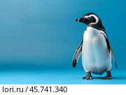 Humboldt penguin standing on blue background in studio shot. Стоковое AI-изображение, AI-художник Иван Рябоконь / Фотобанк Лори