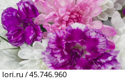 Video of fresh white chrysanthemums and violet carnation flowers. Heartfelt congratulations on birthday, Valentine's Day, Mother's Day, anniversary, March 8. Floral background. Beautiful greeting card. Стоковое видео, видеограф Виктория Катьянова / Фотобанк Лори