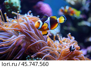 Ocellaris clownfish swimming near colorful sea anemone in aquarium. Стоковое AI-изображение, AI-художник Иван Рябоконь / Фотобанк Лори