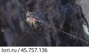 Spider on cobweb close-up waiting for the future victim. Стоковое видео, видеограф Андрей Армягов / Фотобанк Лори