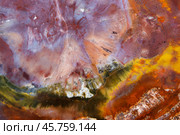 Petrified wood, macro photo. Abstract natural colorful background. Стоковое фото, фотограф EugeneSergeev / Фотобанк Лори