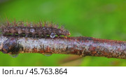 Caterpillar Phragmatobia fuliginosa also ruby tiger. A caterpillar crawls along a tree branch on a green background. Стоковое видео, видеограф Андрей Армягов / Фотобанк Лори