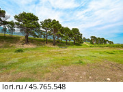 Урочище Ятор (Западный берег Байкала). Раскидистые сосны. Стоковое фото, фотограф Александр Тараканов / Фотобанк Лори