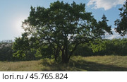 Sun shines through branches of oak tree. Стоковое видео, видеограф Михаил Коханчиков / Фотобанк Лори