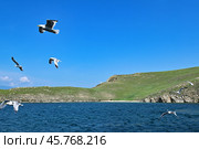 Озеро Байкал. Полет чаек над проливом Ольхонские ворота. Стоковое фото, фотограф Александр Тараканов / Фотобанк Лори
