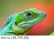 Chinese water dragon showing its colorful skin and scales. Стоковое AI-изображение, AI-художник Иван Рябоконь / Фотобанк Лори
