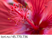 Bright pink hibiscus flower pistil showing pollen and stigma. Стоковое AI-изображение, AI-художник Иван Рябоконь / Фотобанк Лори