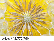 Macro photography of a dandelion seed head showing intricate details and yellow petals. Стоковое AI-изображение, AI-художник Иван Рябоконь / Фотобанк Лори