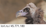 Cinereous vulture (Aegypius monachus) is a large raptorial bird that is distributed through much of temperate Eurasia. It is also known as the black vulture, monk or Eurasian black vulture. Стоковое видео, видеограф Андрей Армягов / Фотобанк Лори