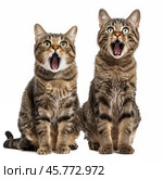 Two cats meowing loudly with open mouths on white background. Стоковое AI-изображение, AI-художник Иван Рябоконь / Фотобанк Лори