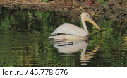 Dalmatian pelican (Pelecanus crispus) is the largest member of the pelican family, and perhaps the world's largest freshwater bird, although rivaled in weight and length by the largest swans. Стоковое видео, видеограф Андрей Армягов / Фотобанк Лори