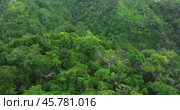 Drone view of Bali. Top view of Tropical forest interior. Nature background. Стоковое видео, видеограф Степанов Григорий / Фотобанк Лори