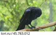 Common raven (Corvus corax), also known as the northern raven, is a large all-black passerine bird. Found across the Northern Hemisphere, it is the most widely distributed of all corvids. Стоковое видео, видеограф Андрей Армягов / Фотобанк Лори