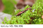 Firebug, Pyrrhocoris apterus, is a common insect of the family Pyrrhocoridae. Стоковое видео, видеограф Андрей Армягов / Фотобанк Лори