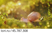 Close-up wildlife of a snail and ladybug in the sunset sunlight. Стоковое видео, видеограф Андрей Армягов / Фотобанк Лори