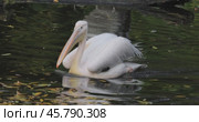 Dalmatian pelican (Pelecanus crispus) is the largest member of the pelican family, and perhaps the world's largest freshwater bird, although rivaled in weight and length by the largest swans. Стоковое видео, видеограф Андрей Армягов / Фотобанк Лори