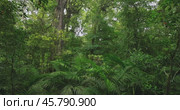 Tropical forest interior. Background of a rainforest. Drone view of Bali. Стоковое видео, видеограф Степанов Григорий / Фотобанк Лори