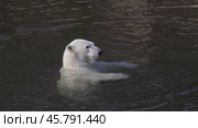 Polar bear (Ursus maritimus) is a hypercarnivorous bear whose native range lies largely within the Arctic Circle, encompassing the Arctic Ocean, its surrounding seas and surrounding land masses. Стоковое видео, видеограф Андрей Армягов / Фотобанк Лори