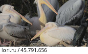 Dalmatian pelican (Pelecanus crispus) is the largest member of the pelican family, and perhaps the world's largest freshwater bird, although rivaled in weight and length by the largest swans. Стоковое видео, видеограф Андрей Армягов / Фотобанк Лори